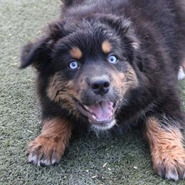Winton - Black tri-color male Australian Shepherd puppy in Sonoita, Arizona from Gardner Canyon Kennels