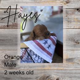 Hayes - Red  male Goldendoodle puppy in Zeeland, Michigan from Dandelion Lane Doodles
