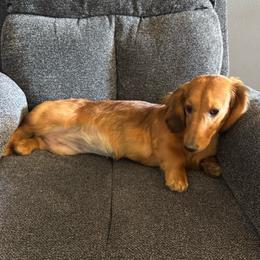 Penny - Red female Dachshund puppy in Troup, Texas from East Texas Dachshunds