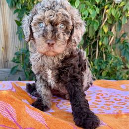Coast - Chocolate merle male Bernedoodle puppy in Clovis, California from Delta Doodless