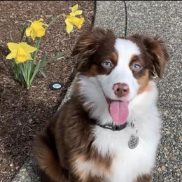 Mia - Miniature Australian Shepherd