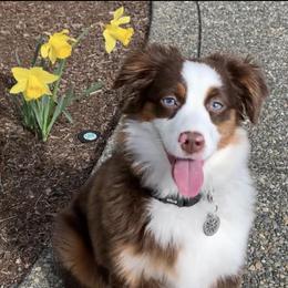 Mia - Miniature Australian Shepherd