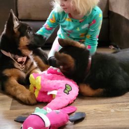 German Shepherd Puppies from End of the Trail Farm & Kennels