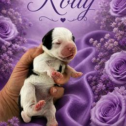 Kody - Parti male Miniature Schnauzer puppy in Sylvania, Georgia from Southern Sky Miniature Schnauzers