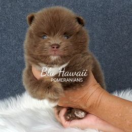 Pomeranian Puppies from Blu Hawaii Pomeranians