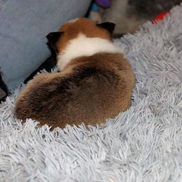 Pembroke Welsh Corgi Puppies from Northwynd Corgis