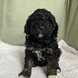 Poodle Puppies from Townsend Poodles