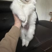 American Eskimo Dog Puppies from Little Bear Kennels