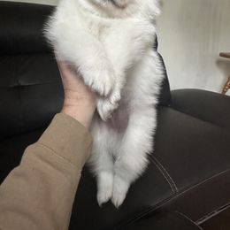 American Eskimo Dog Puppies from Little Bear Kennels