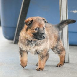German Shepherd Puppies from von der Ryndal German Shepherds