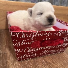 Boy 2 - White West Highland White Terrier puppy in Cottonwood, Texas from Davis Westies
