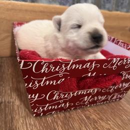 Boy 2 - White West Highland White Terrier puppy in Cottonwood, Texas from Davis Westies