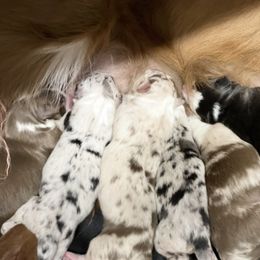 Border Collie Puppies from SoCal Border Collies