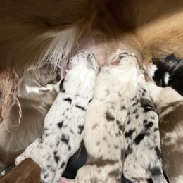 Border Collie Puppies from SoCal Border Collies