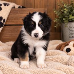 Sterling - Black tri-color male Australian Shepherd puppy in Placerville, California from BFF Aussies