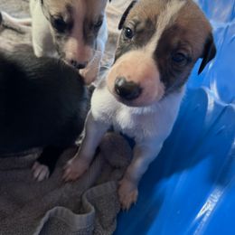 Golden Retriever and Greyhound Puppies from K and E Kennels