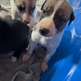 Golden Retriever and Greyhound Puppies from K and E Kennels