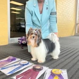 Biewer Terrier puppies from Xanadu