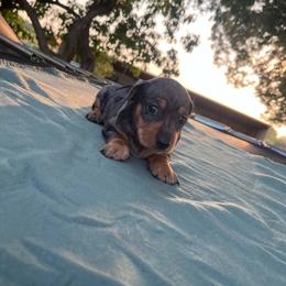 Dani - Dapple female Dachshund puppy in Gracemont, Oklahoma from Frank's Mini Doxies