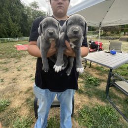 Boy 1 - Gray brindle male Cane Corso puppy in Olympia, Washington from Grayling Dawn Cane Corso