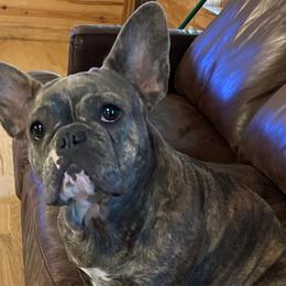 Birdie - French Bulldog