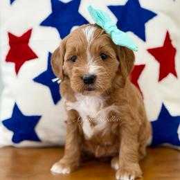 Mint collar DOLLY - Apricot female Goldendoodle puppy in Salem, Utah from Aspen Doodles Utah