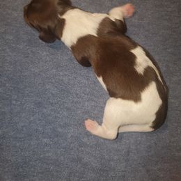 Kleine Munsterlander Puppies from Prairie State Kennel