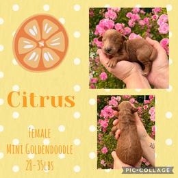 Citrus - Red  female Goldendoodle puppy in Chattanooga, Tennessee from Scenic City Doodles