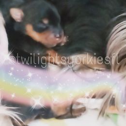 Yorkshire Terrier Puppies from Twilights Yorkies FL