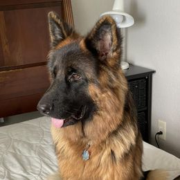 German Shepherds from Von Guzman Family Shepherds