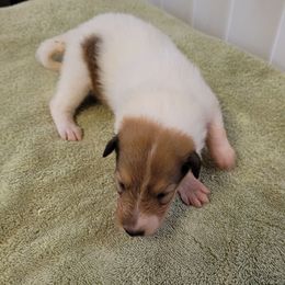 Yellow - White female Collie puppy in Newberry, South Carolina from Country Haven Collies