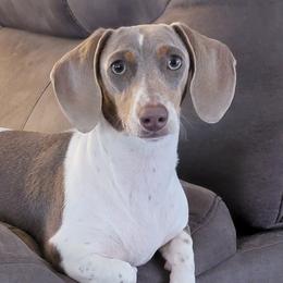 Dachshunds from Lees Creek Dachshunds