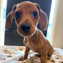 Boy 3 - Cream male Dachshund puppy in Moriarty, New Mexico from Lil Smokey’s of New Mexico