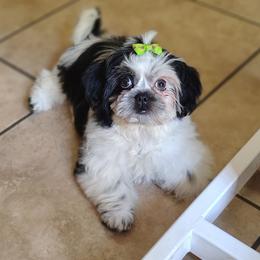 Princess - Black and white female Shih Tzu puppy in Memphis, Tennessee from Thorntons Fur Crew
