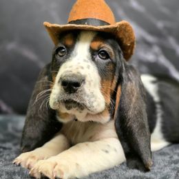 Basset Hound puppies from Lady Mae Bassets