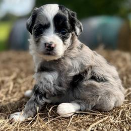 Yellow collar toy - Blue merle female Aussiedoodle puppy in 32046, Florida from River Hill Ranch