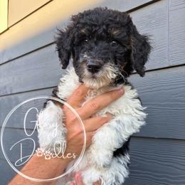Pink - Tri-color female Bernedoodle puppy in Rockwall, Texas from Glory Doodles