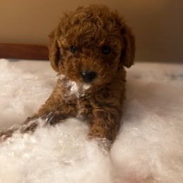 AKC Redwood - Apricot male Poodle puppy in Jonesborough, Tennessee from 5AFarms