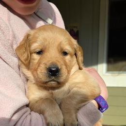 Buddy - Dark golden male Golden Retriever puppy in Lebanon, Oregon from SnowPeakPaws