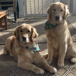 Golden Retriever Puppies from Davis Pond Goldens