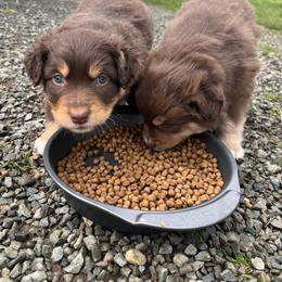 Australian Shepherd Puppies from CTR Farmstead