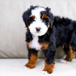 Aussiedoodle, Australian Mountain Doodle, and Bernedoodle Puppies from Cottonwood Creek Doodles