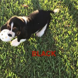 Black - Black brown and white male Basset Hound puppy in Valley, Alabama from Beverly's Bassets
