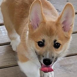 Pembroke Welsh Corgis from Aurelia Corgis