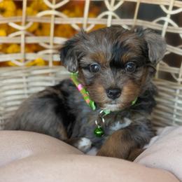 Velvet - Blue merle female Aussiedoodle puppy in Grinnell, Iowa from Rural Iowa Aussies & Doodles