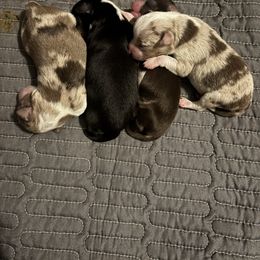 Toy Australian Shepherd puppies from Legacy Hill Aussies