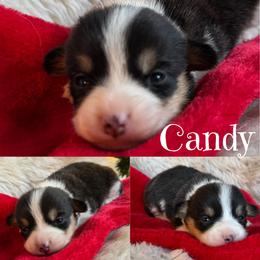 Candy - Black and tan female Pembroke Welsh Corgi puppy in Lake City, Minnesota from Lake Pepin Corgi's