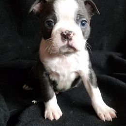Boston Terrier Puppies from Beatrice's Kennels