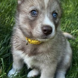 Siberian Huskies from Toe Bean Huskies