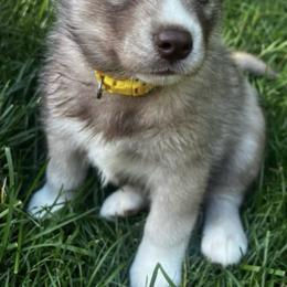 Siberian Huskies from Toe Bean Huskies